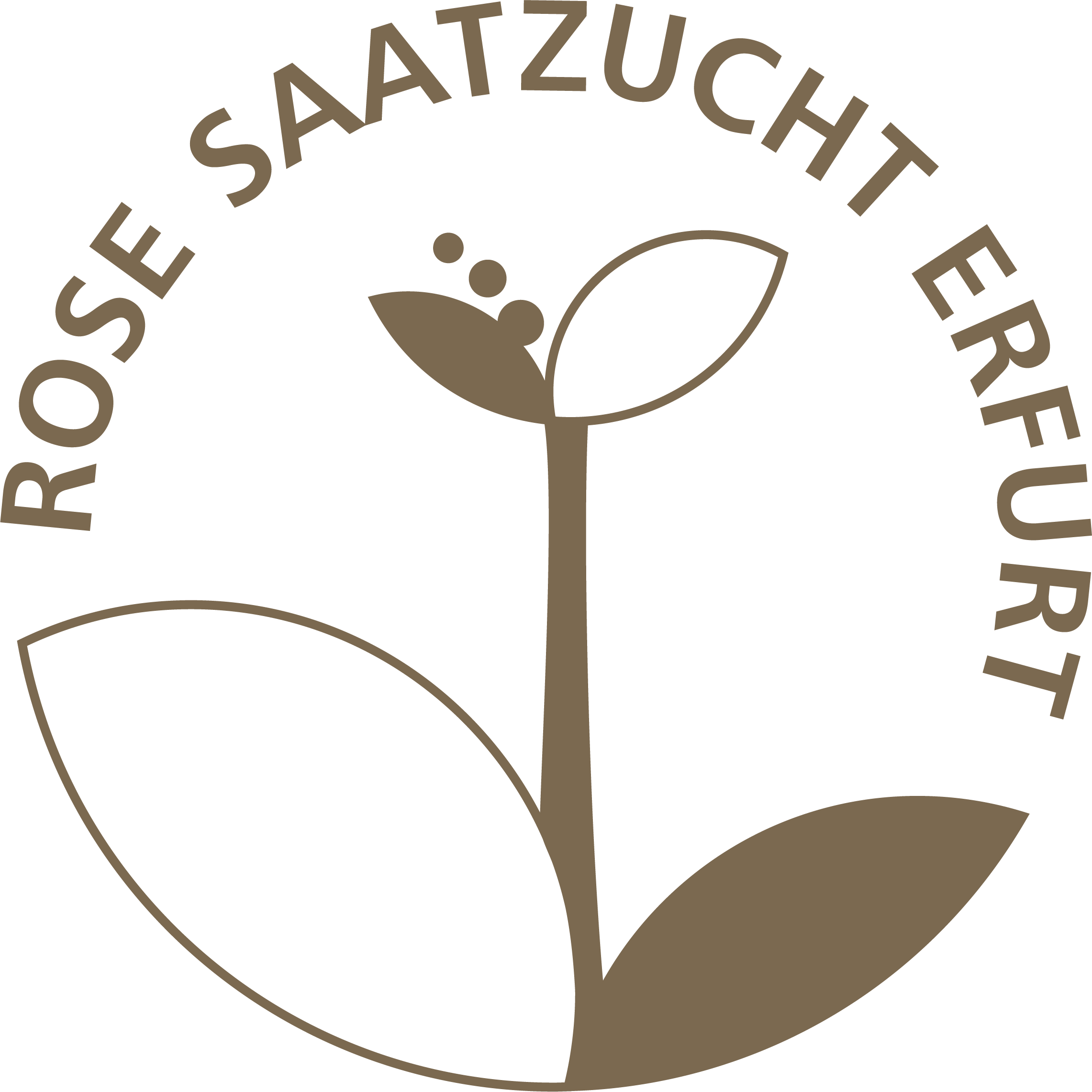 Rose Saatgut
