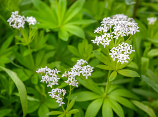 woodruff-3361301